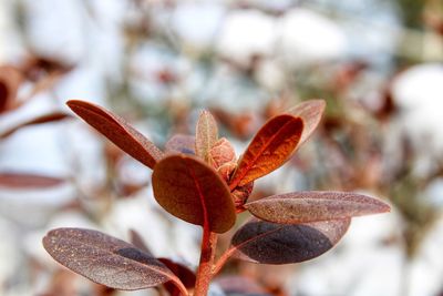 Close-up of dry leaves