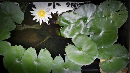 Close-up of lotus water lily in pond