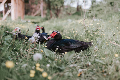 Male and female musk or indo ducks on farm in nature on grass. breeding of poultry