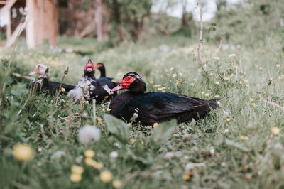 Close-up of bird on field