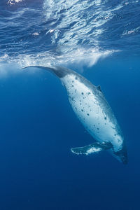 High angle view of man swimming in sea