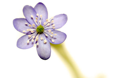 Close-up of purple flower against white background