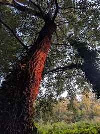 Low angle view of tree against sky