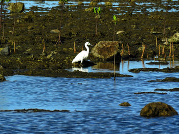 Birds perching on lake