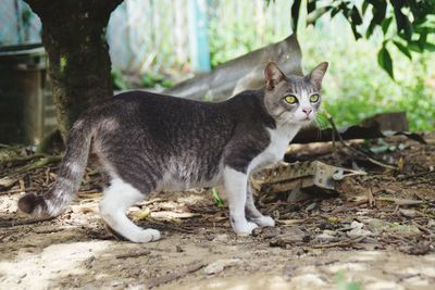 Portrait of cat on field