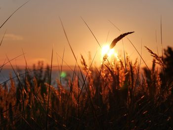 Silhouette of plants growing on field