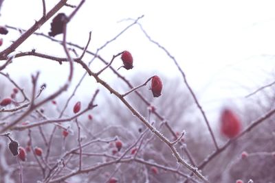 Close-up of bare tree branches during winter