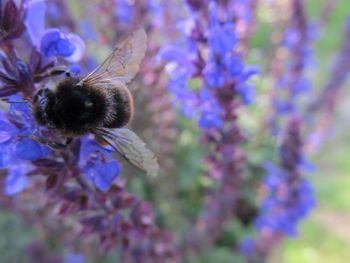 Close-up of bee pollinating on purple flower