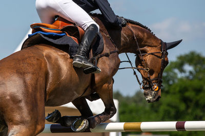 Horse jumping, equestrian sports themed photo.