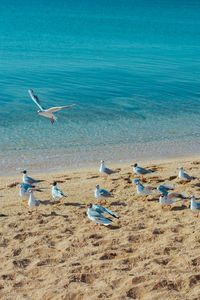 Seagulls flying over beach