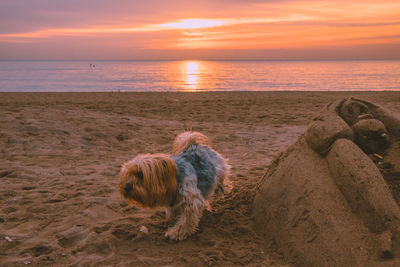 Lion lying on beach