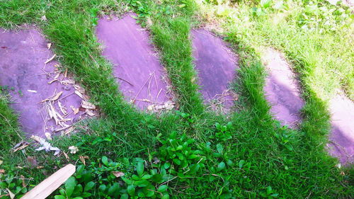 High angle view of pink flowering plants on field