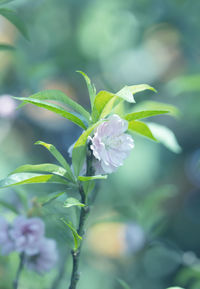 Close-up of white flowering plant