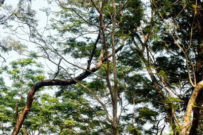 Low angle view of tree