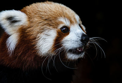 Close-up of red panda