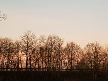 Bare trees on field against clear sky during sunset