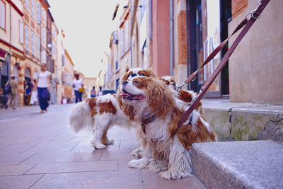 Curious little dogs waiting for their master in the street