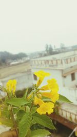 Close-up of yellow flower