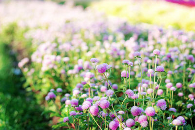 Close-up of purple flowering plants on field