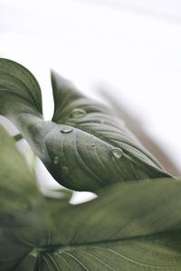 Close-up of fresh green plant