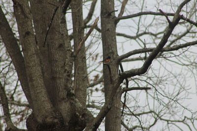 View of bird perching on bare tree