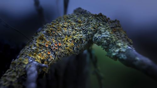 Close-up of lizard on tree