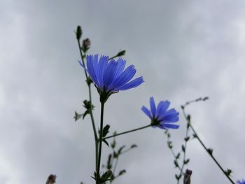 Close-up of purple flowers