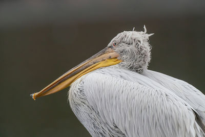 Close-up of pelican