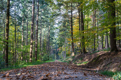 Footpath amidst trees in forest