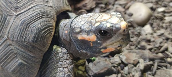 Close-up portrait of a turtle