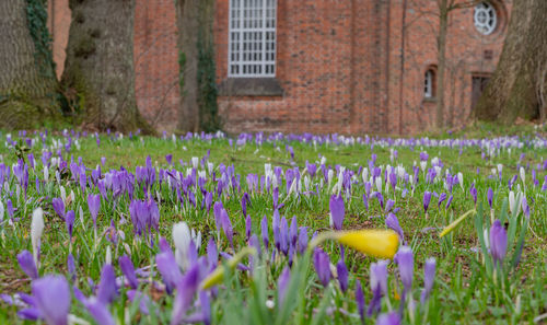 Close-up of purple crocus flowers on field