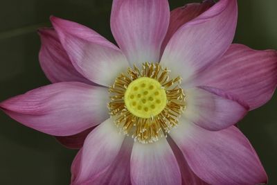 Close-up of pink flower