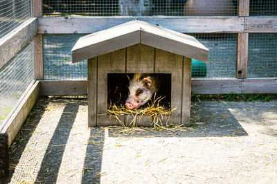 High angle view of pig in his pigpen house