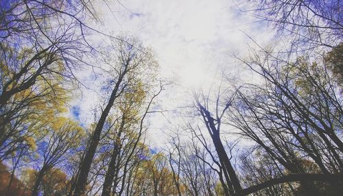 Low angle view of trees in forest against sky