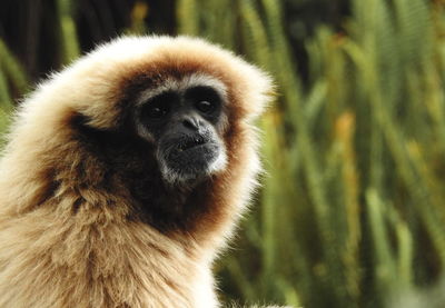 Close-up portrait of a monkey