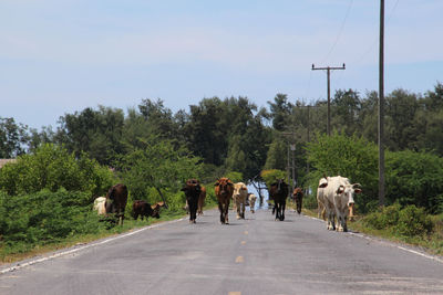 View of cows on road
