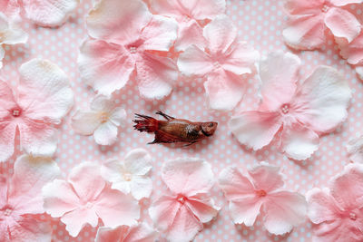 Close-up of fish on cherry blossom