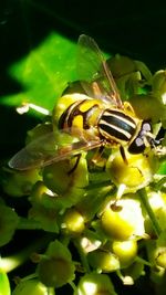 Close-up of insect on leaf