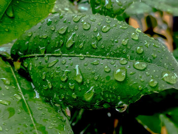 Close-up of raindrops on leaves