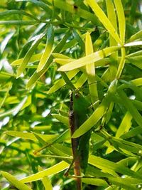 Close-up of insect on plant