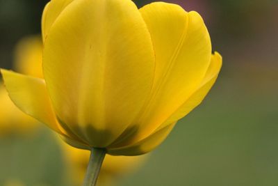 Close-up of yellow rose flower