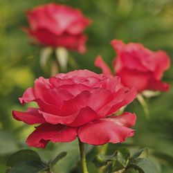 Close-up of pink rose plant