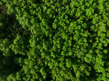 Full frame shot of moss