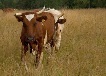 Portrait of cow grazing in field