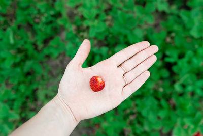 Cropped image of hand holding strawberry