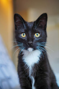 Close-up portrait of black cat