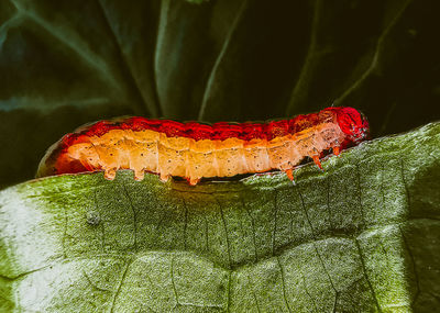 Close-up of insect on leaf