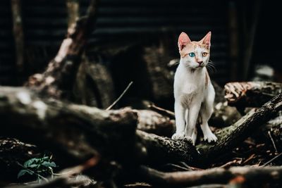 Portrait of a cat