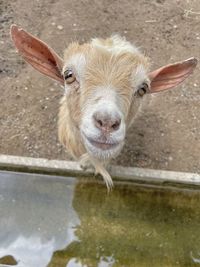 Close-up of goat