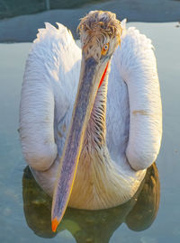 Close-up of swan in lake